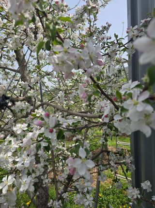 최동구님의 기타작물 · 영농일지 작성글 사진