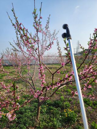 박병한님의 복숭아 · 영농일지 작성글 사진