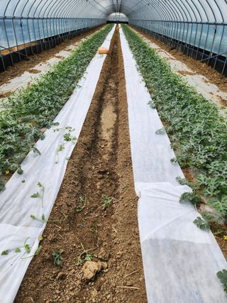 김저팔계님의 기타작물 · 영농일지 작성글 사진