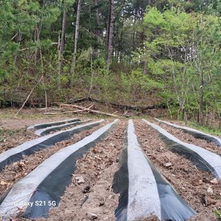 영자님의 감자 · 영농일지 작성글 사진