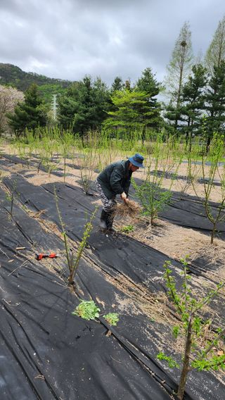 정헌경님의 기타작물 · 영농일지 작성글 사진