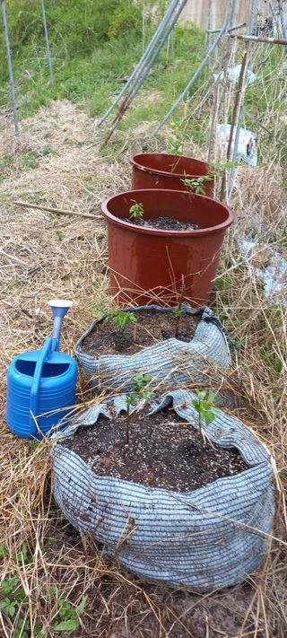 정석채님의 블루베리 · 영농일지 작성글 사진