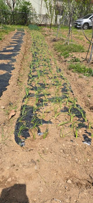 돌복숭아님의 기타작물 · 영농일지 작성글 사진