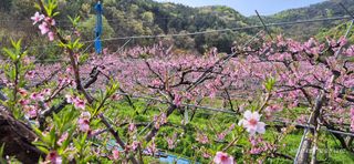 달맛햇복숭아농원님의 복숭아 · 영농일지 작성글 사진