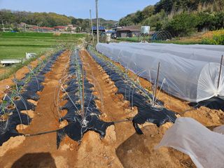 김균율님의 고추 · 영농일지 작성글 사진