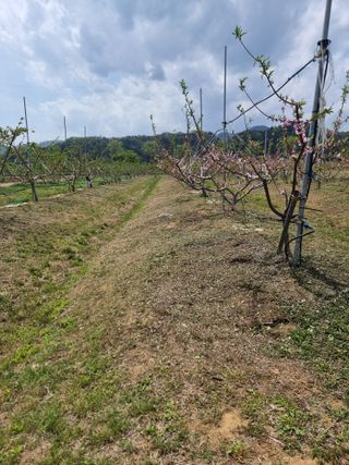 해찬들농원님의 복숭아 · 영농일지 작성글 사진