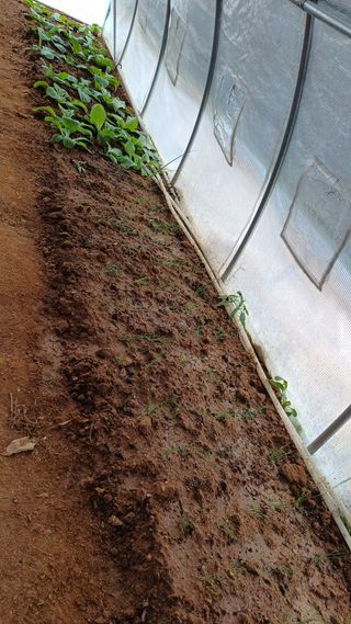 박순덕님의 마늘 · 영농일지 작성글 사진