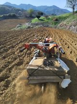 팜모닝 고구마·영농일지 게시글 이미지