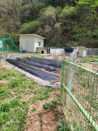 라온베리님의 고추 · 영농일지 작성글 사진