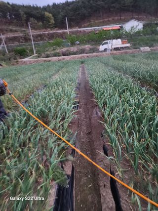 박종권님의 마늘 · 영농일지 작성글 사진