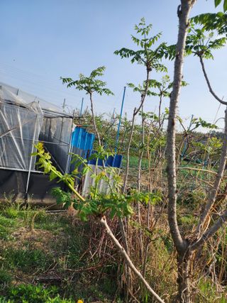 박병한님의 복숭아 · 영농일지 작성글 사진