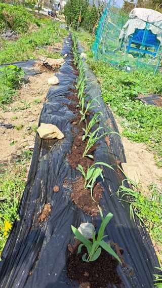 주윤발이님의 기타작물 · 영농일지 작성글 사진