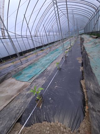 김재일님의 고추 · 영농일지 작성글 사진