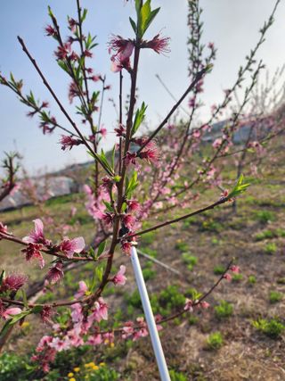 박병한님의 복숭아 · 영농일지 작성글 사진