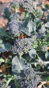 팜모닝 기타작물·영농일지 게시글 이미지