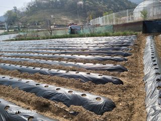 정창훈님의 옥수수 · 영농일지 작성글 사진