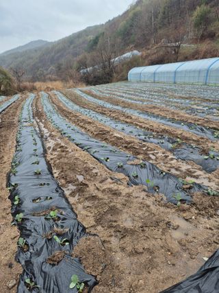 왕자농원님의 기타작물 · 영농일지 작성글 사진