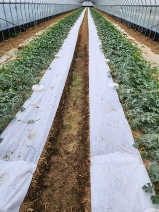 김저팔계님의 기타작물 · 영농일지 작성글 사진