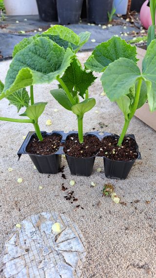 주윤발이님의 기타작물 · 영농일지 작성글 사진