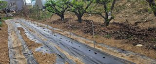 종합선물세트님의 기타작물 · 영농일지 작성글 사진