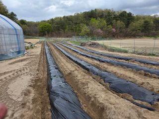 장두학님의 기타작물 · 영농일지 작성글 사진
