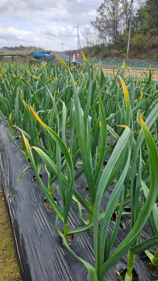 이순정님의 마늘 · 영농일지 작성글 사진