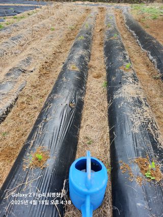 최병천님의 기타작물 · 영농일지 작성글 사진