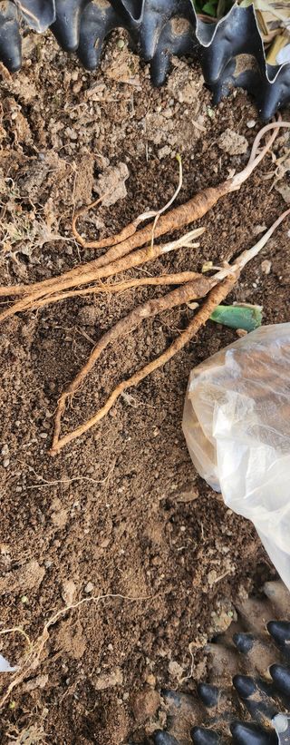 스마일00님의 기타작물 · 영농일지 작성글 사진