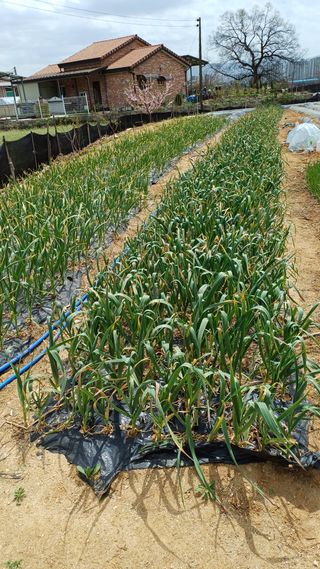 박순덕님의 마늘 · 영농일지 작성글 사진