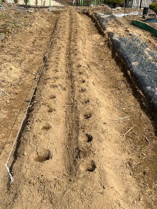 4644님의 감자 · 영농일지 작성글 사진