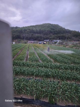 박종권님의 마늘 · 영농일지 작성글 사진