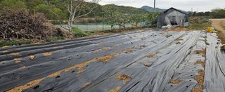 종합선물세트님의 기타작물 · 영농일지 작성글 사진