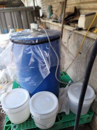 박치문님의 블루베리 · 영농일지 작성글 사진