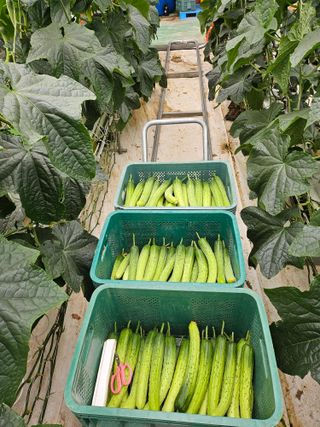 태이린팜님의 오이 · 영농일지 작성글 사진