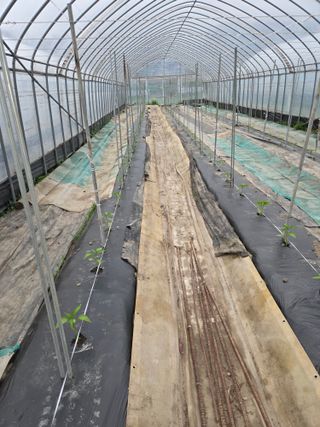 김재일님의 고추 · 영농일지 작성글 사진