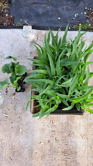 주윤발이님의 기타작물 · 영농일지 작성글 사진