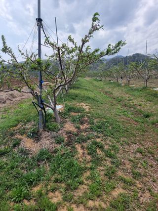 해찬들농원님의 복숭아 · 영농일지 작성글 사진