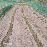 팜모닝 파·영농일지 게시글 이미지