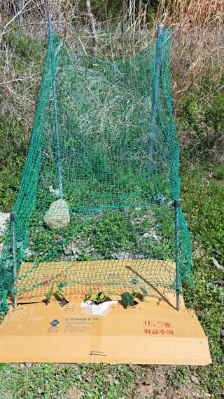 주윤발이님의 기타작물 · 영농일지 작성글 사진