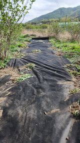 팜모닝 기타작물·영농일지 게시글 이미지