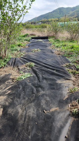 이혜경님의 기타작물 · 영농일지 작성글 사진