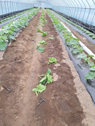 마늘25328님의 기타작물 · 영농일지 작성글 사진