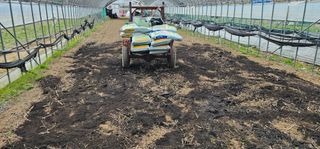 윤태희님의 고추 · 영농일지 작성글 사진