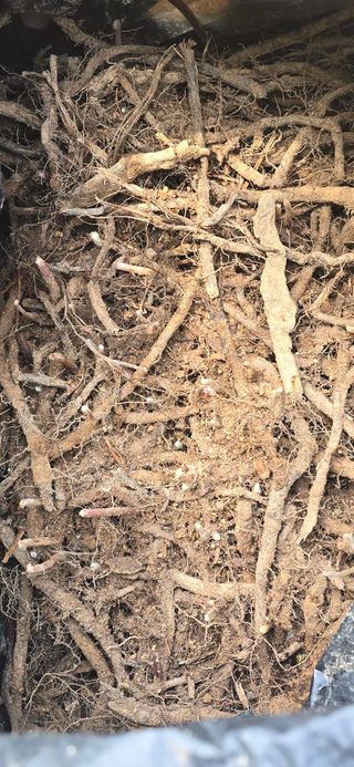 돌복숭아님의 기타작물 · 영농일지 작성글 사진