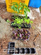 팜모닝 기타작물·영농일지 게시글 이미지