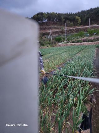 박종권님의 마늘 · 영농일지 작성글 사진