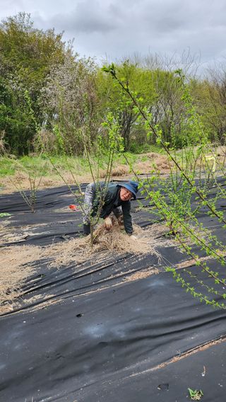정헌경님의 기타작물 · 영농일지 작성글 사진