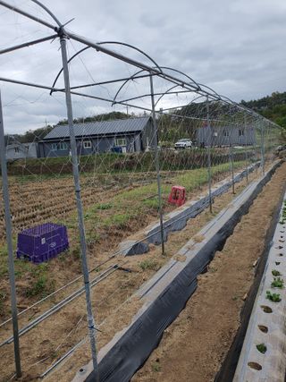 오경님의 콩 · 영농일지 작성글 사진