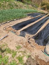 팜모닝 고추·영농일지 게시글 이미지