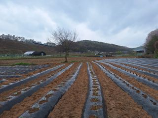 마늘25328님의 기타작물 · 영농일지 작성글 사진